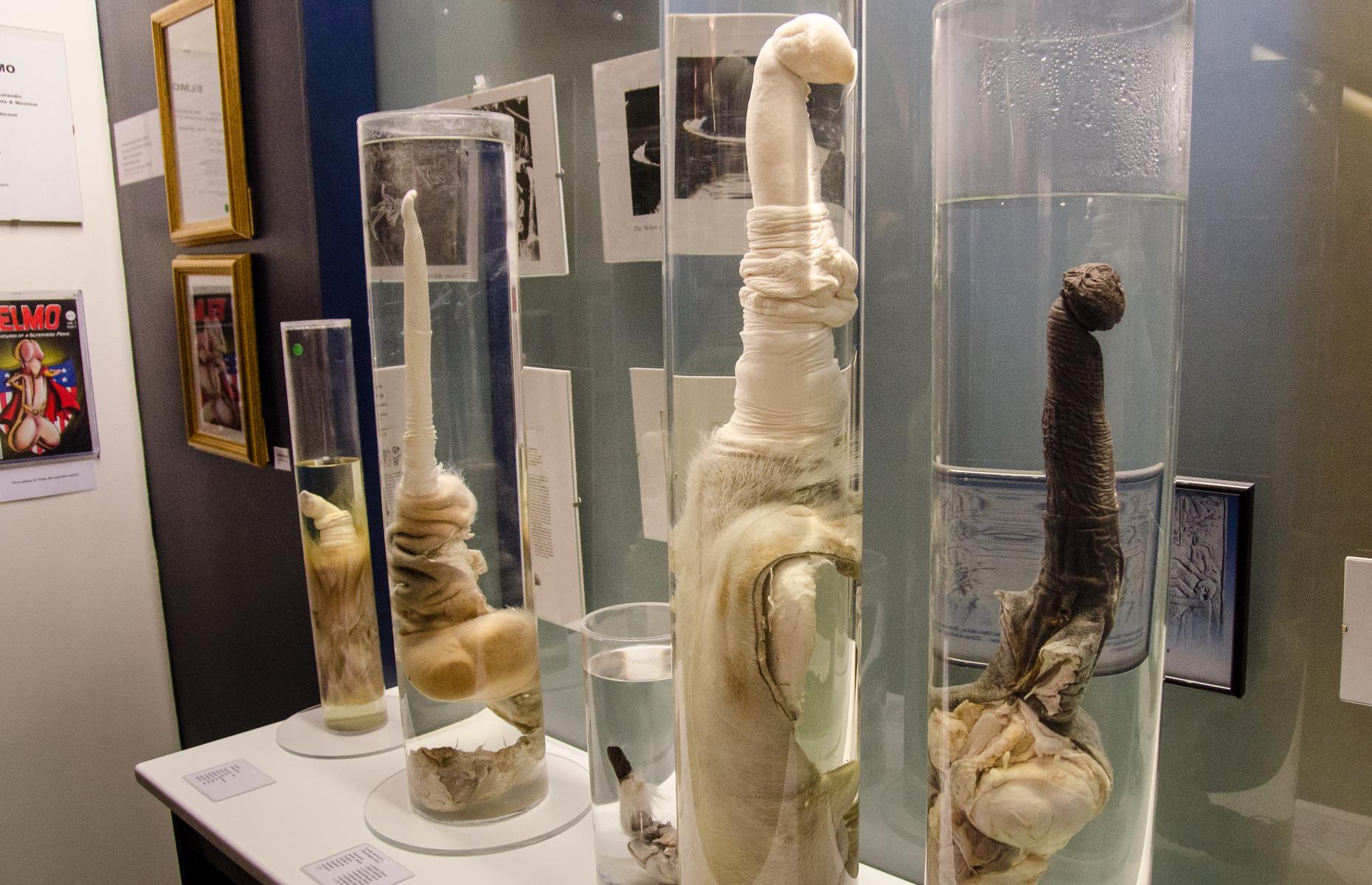 Iceland Phallological Museum, Reykjavík, Iceland
